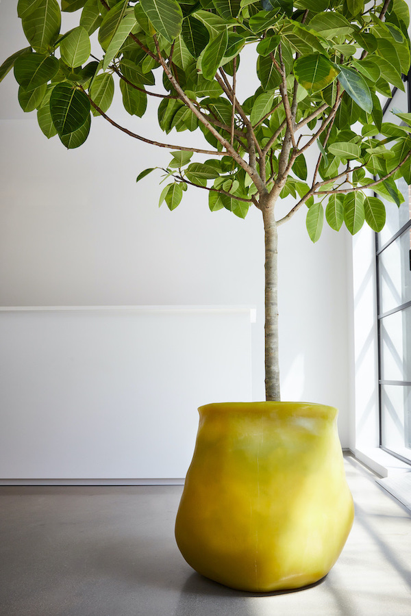 CG Gallery PaulaHayes GinkoPlanter 1.1